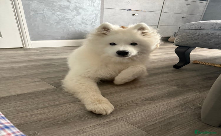 Samoyed dogs - Advert 11