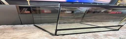 Mixed Breed reptiles for sale: Exo tera pro  - Advert 3