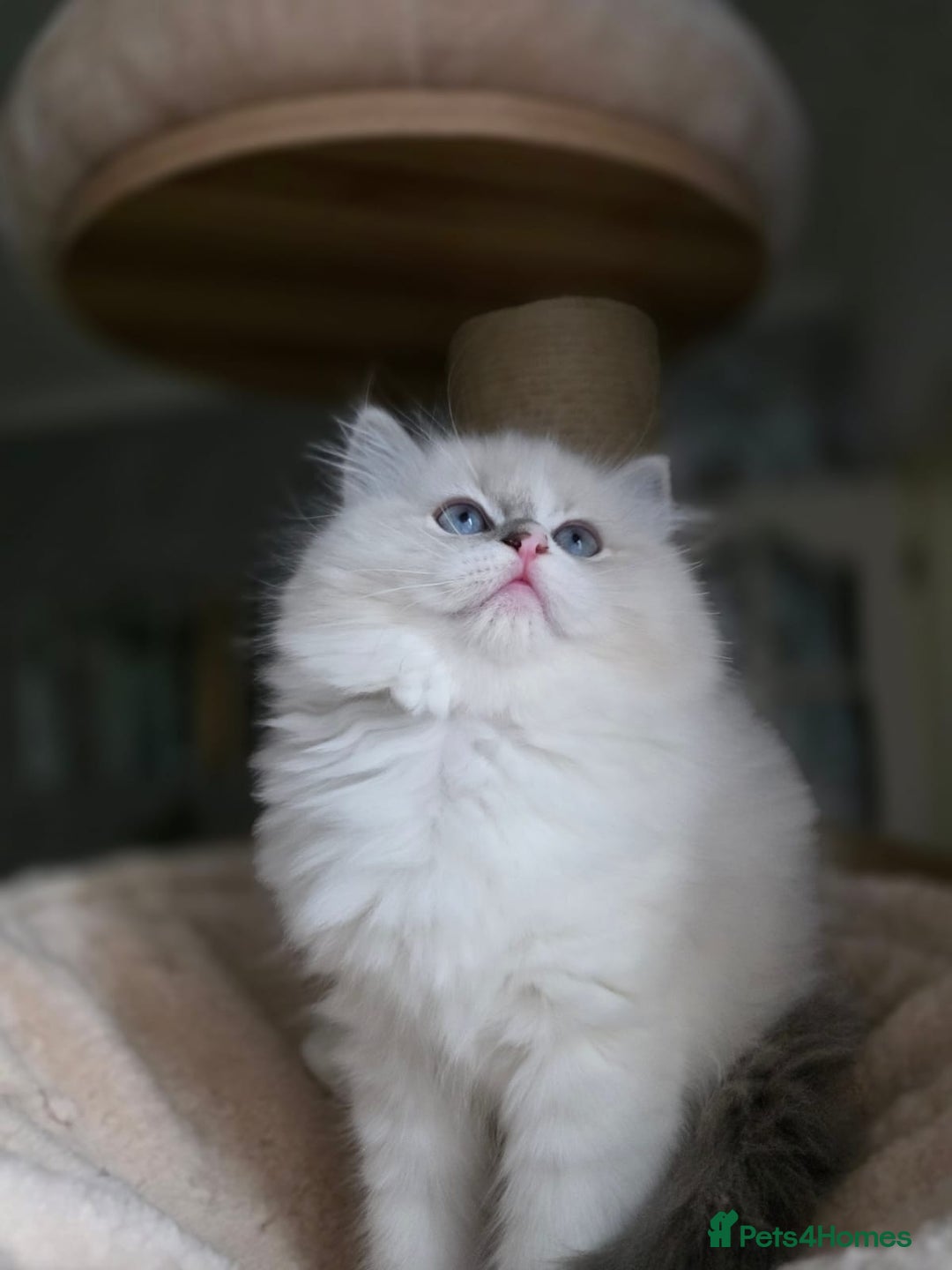 Ragdoll cats for sale: 🩷Amazing European Grand Champion lines🏆🥇 TICA💙 - Advert 17