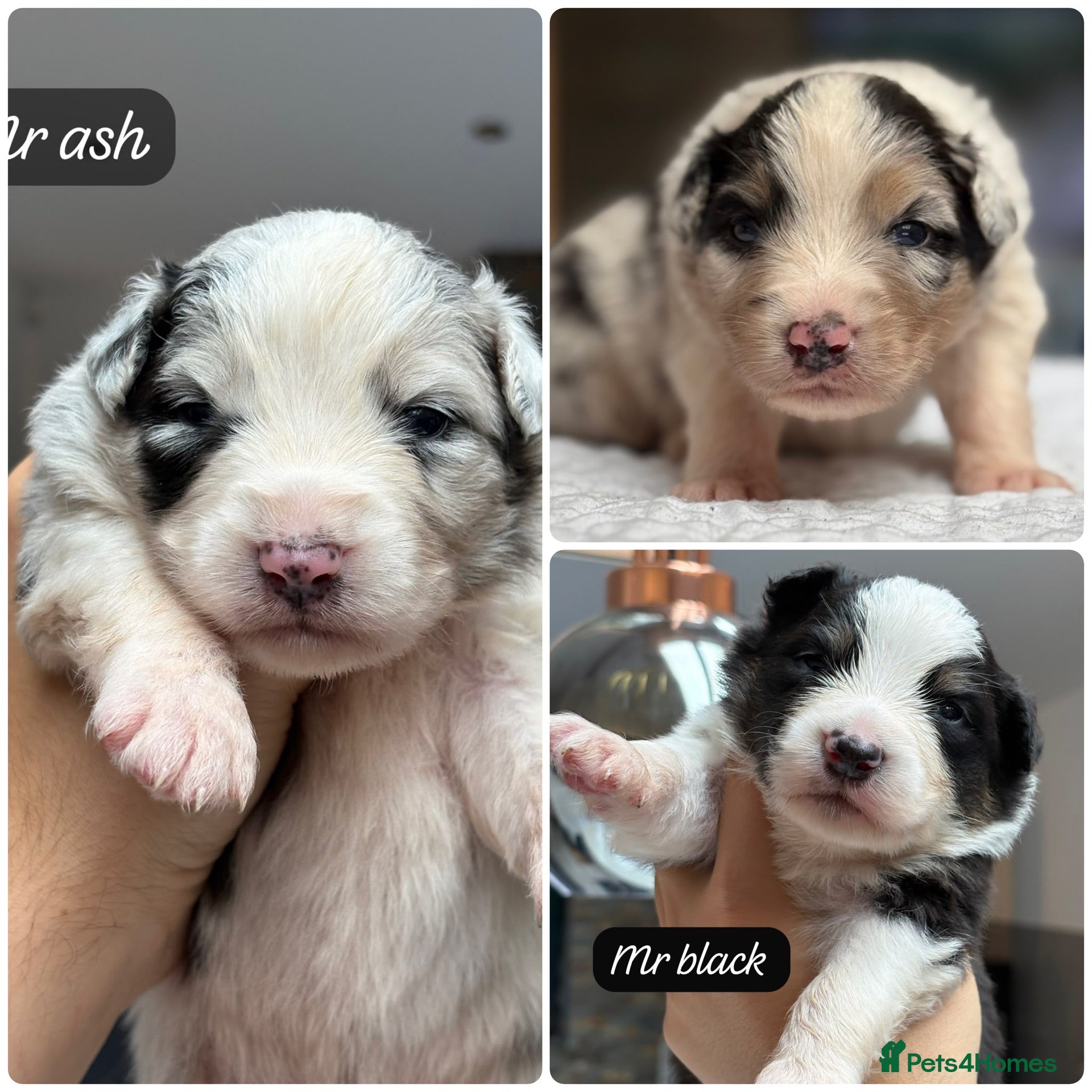 Australian Shepherd dogs Outstanding Merle/Black Tri KC Reg Puppies  - Advert 4