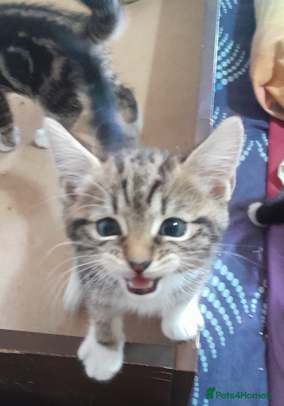 Mixed Breed cats for sale: 5 Beautiful gorgeous kittens 😺😼😻😸😹 - Image 5