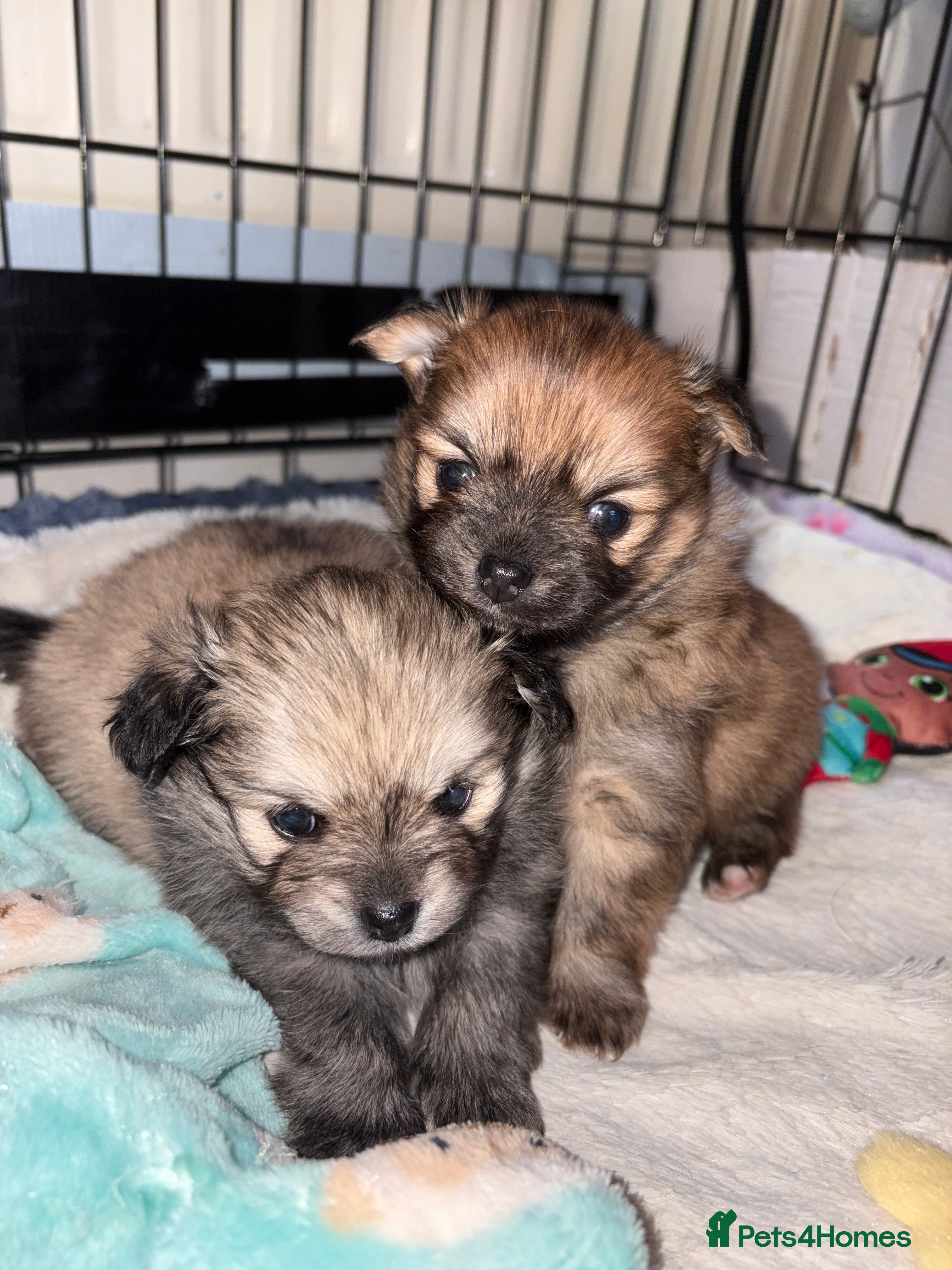 Pomchi dogs Two beautiful pomchis - Advert 5