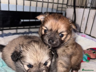 Pomchi dogs Two beautiful pomchis - Advert 5