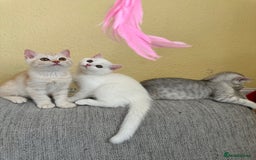 British Shorthair cats for sale: Stunning British Shorthair  - Image 29