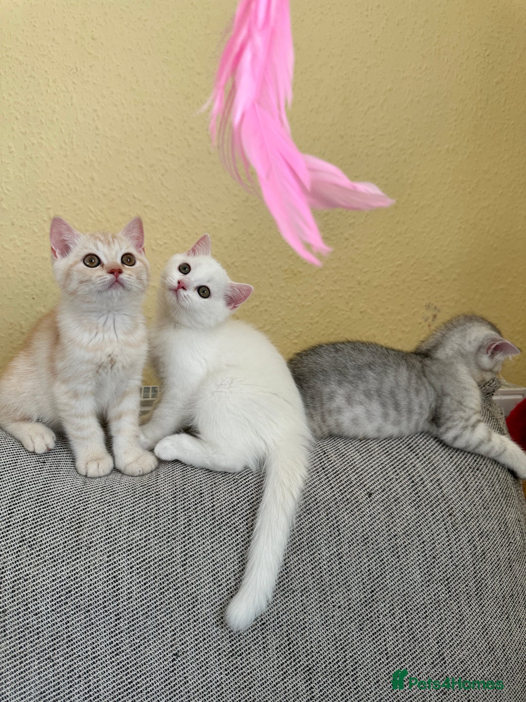 British Shorthair cats for sale: Stunning British Shorthair  - Image 29