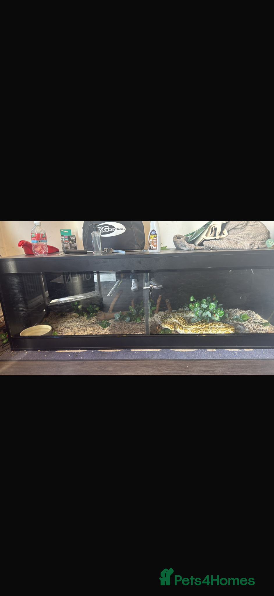 Python Snake reptiles Male hypo Burmese python - Advert 1