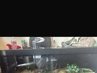 Python Snake reptiles Male hypo Burmese python - Advert 1