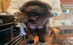Newfoundland dogs for sale: 🐾 Beautiful Chocolate Newfoundland Puppy (LAST 1) - Image 1