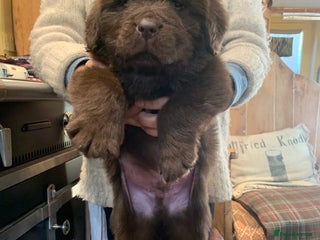 Newfoundland dogs - Advert 1