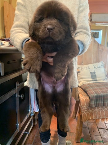 Newfoundland dogs - Advert 1