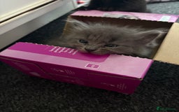 British Longhair cats for sale: (1 BOY LEFT) Grey British Longhair Kittens - Image 8