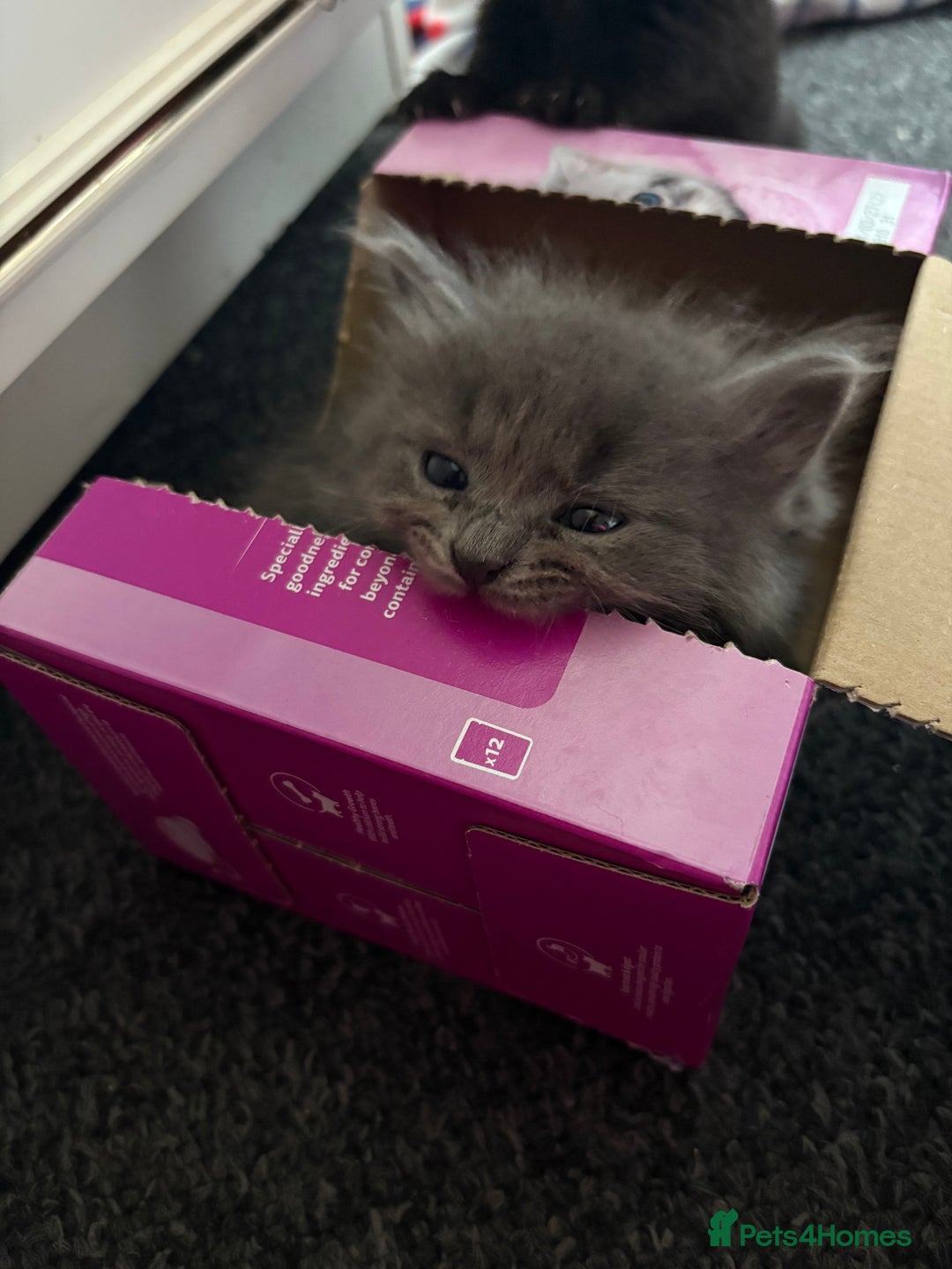 British Longhair cats for sale: (1 BOY LEFT) Grey British Longhair Kittens - Image 8