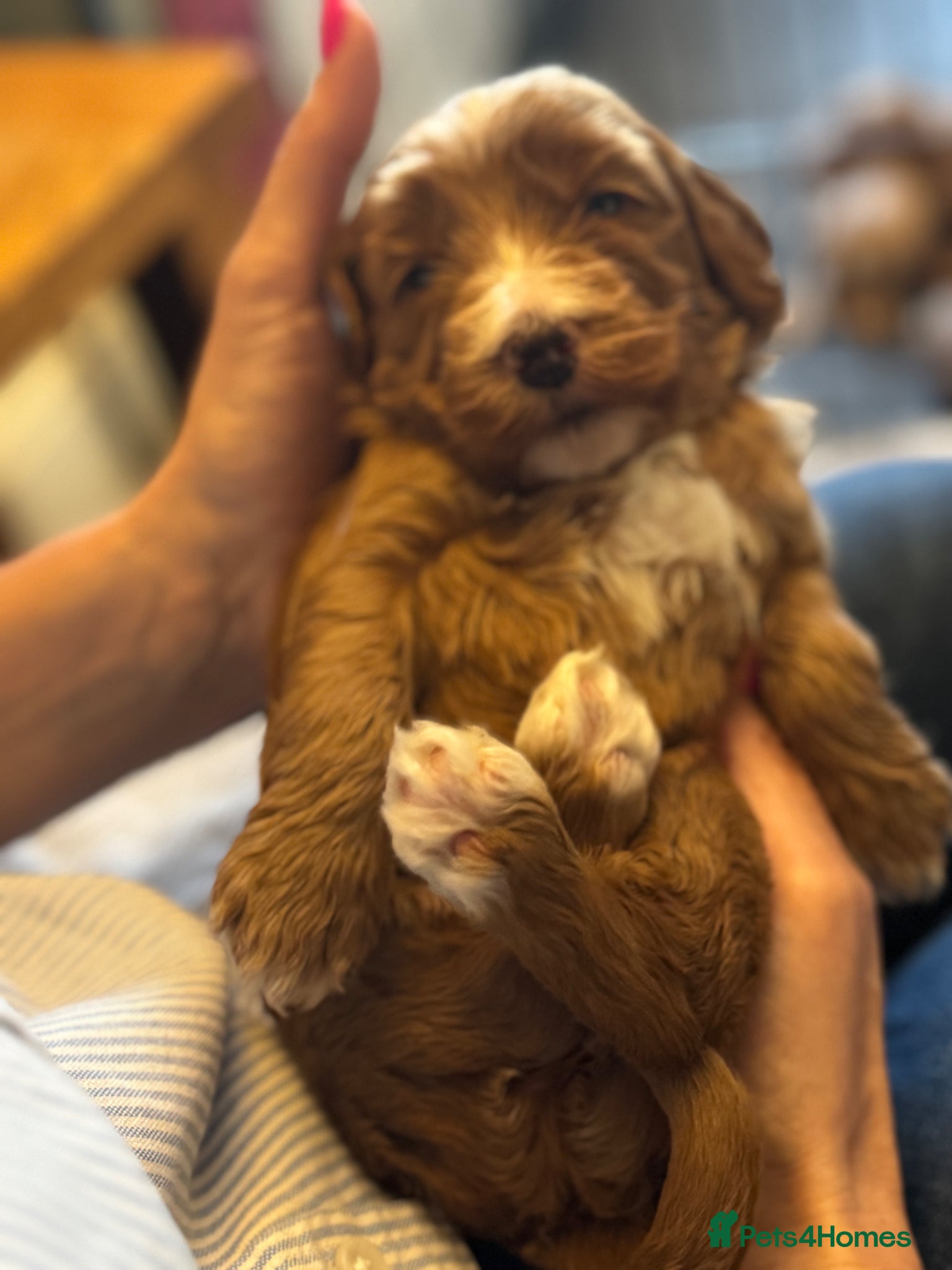 Mixed Breed dogs Cockadoodle puppies - Advert 13