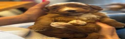 Mixed Breed dogs for sale: 7 week Cockadoodles. Reduced Price.  - Advert 8