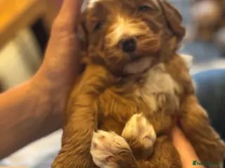 Mixed Breed dogs Cockadoodle puppies - Advert 13