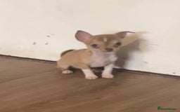 Chihuahua dogs for sale: CHIHUAHUA PUPPIES - Image 4