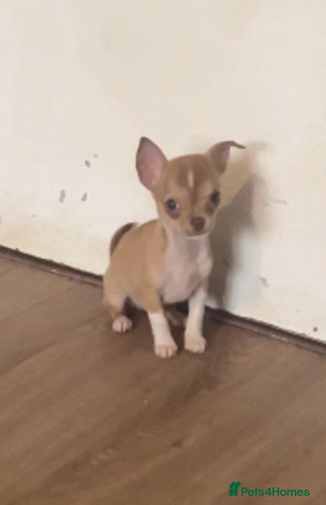 Chihuahua dogs for sale: CHIHUAHUA PUPPIES - Image 4