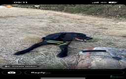 Labrador Retriever dogs for sale: Labrador  - Advert 2