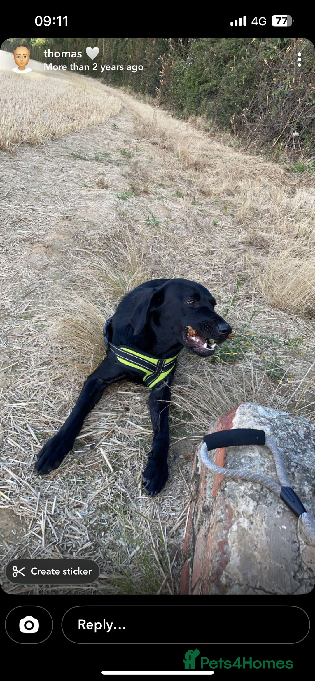 Labrador Retriever dogs for sale: Labrador  - Advert 2