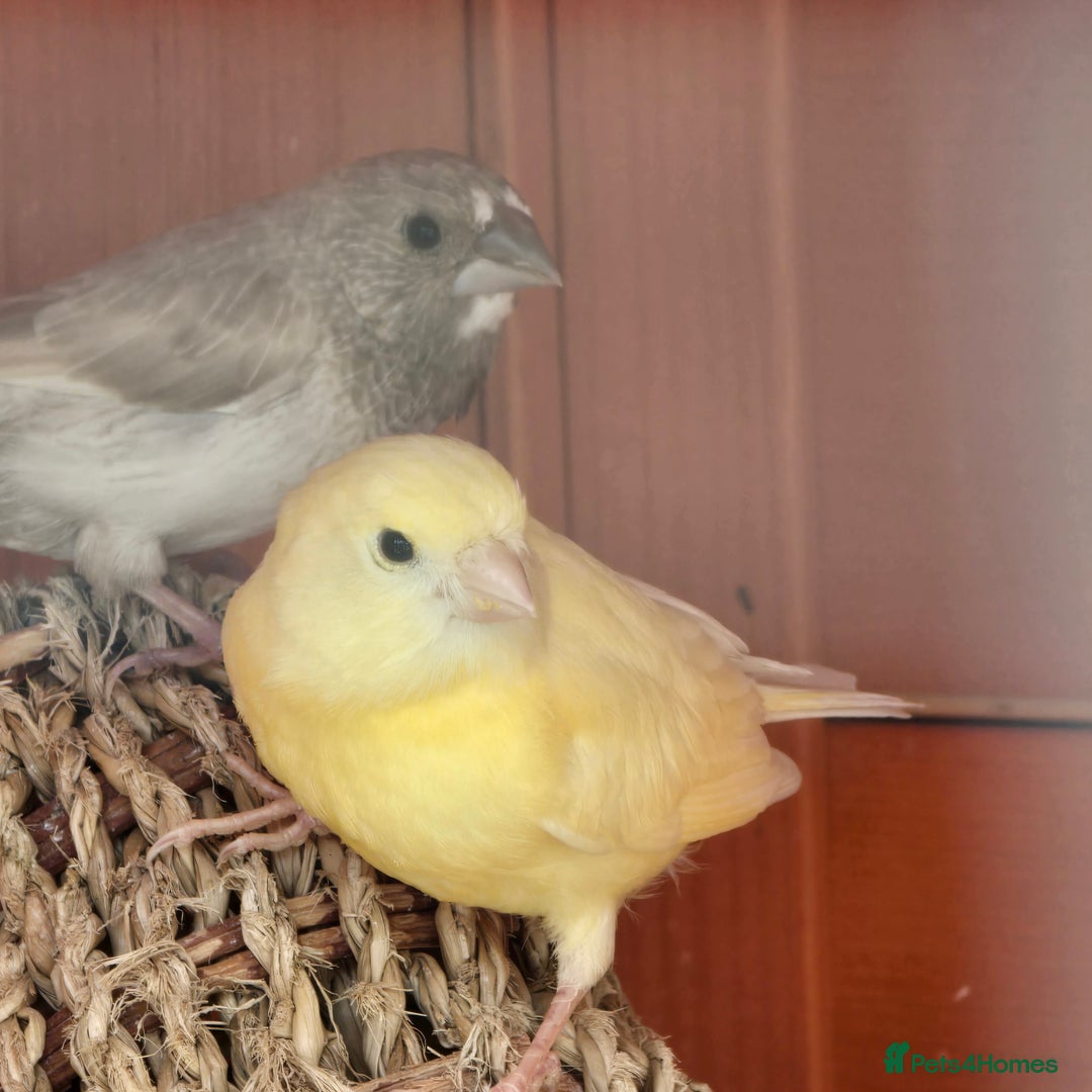 Mixed Breed birds for sale: BIRD AVIARY INCLUDING ALL BIRDS  - Image 8