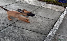 Belgian Shepherd Dog dogs for sale: belgian malinois Pup ready to go - Image 5