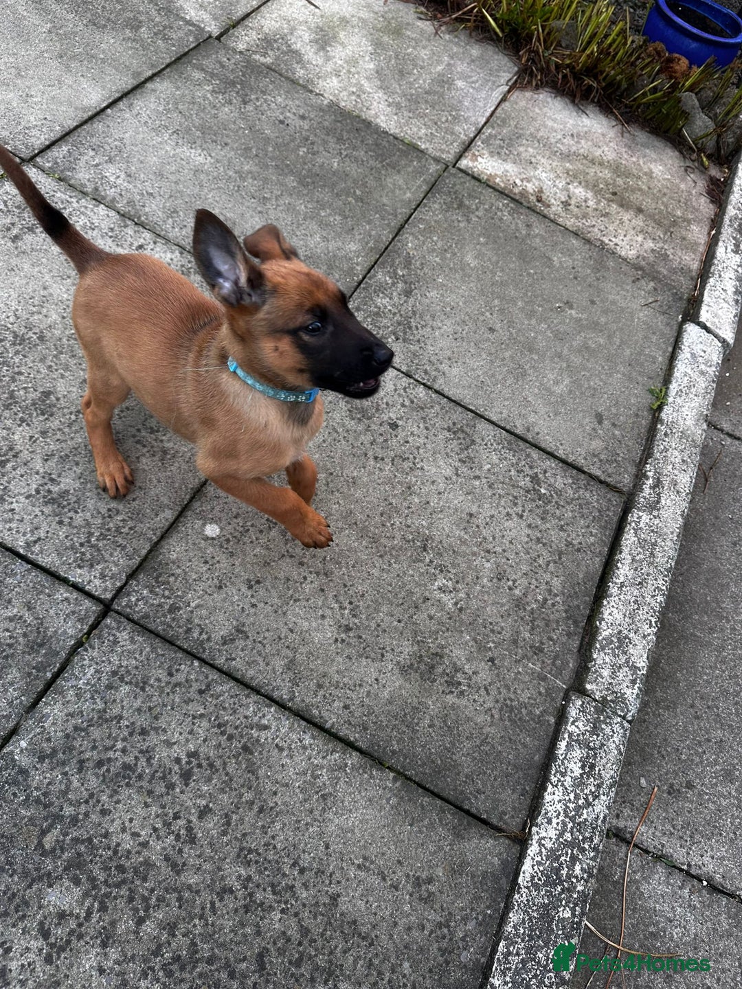 Belgian Shepherd Dog dogs for sale: belgian malinois Pup ready to go - Image 5