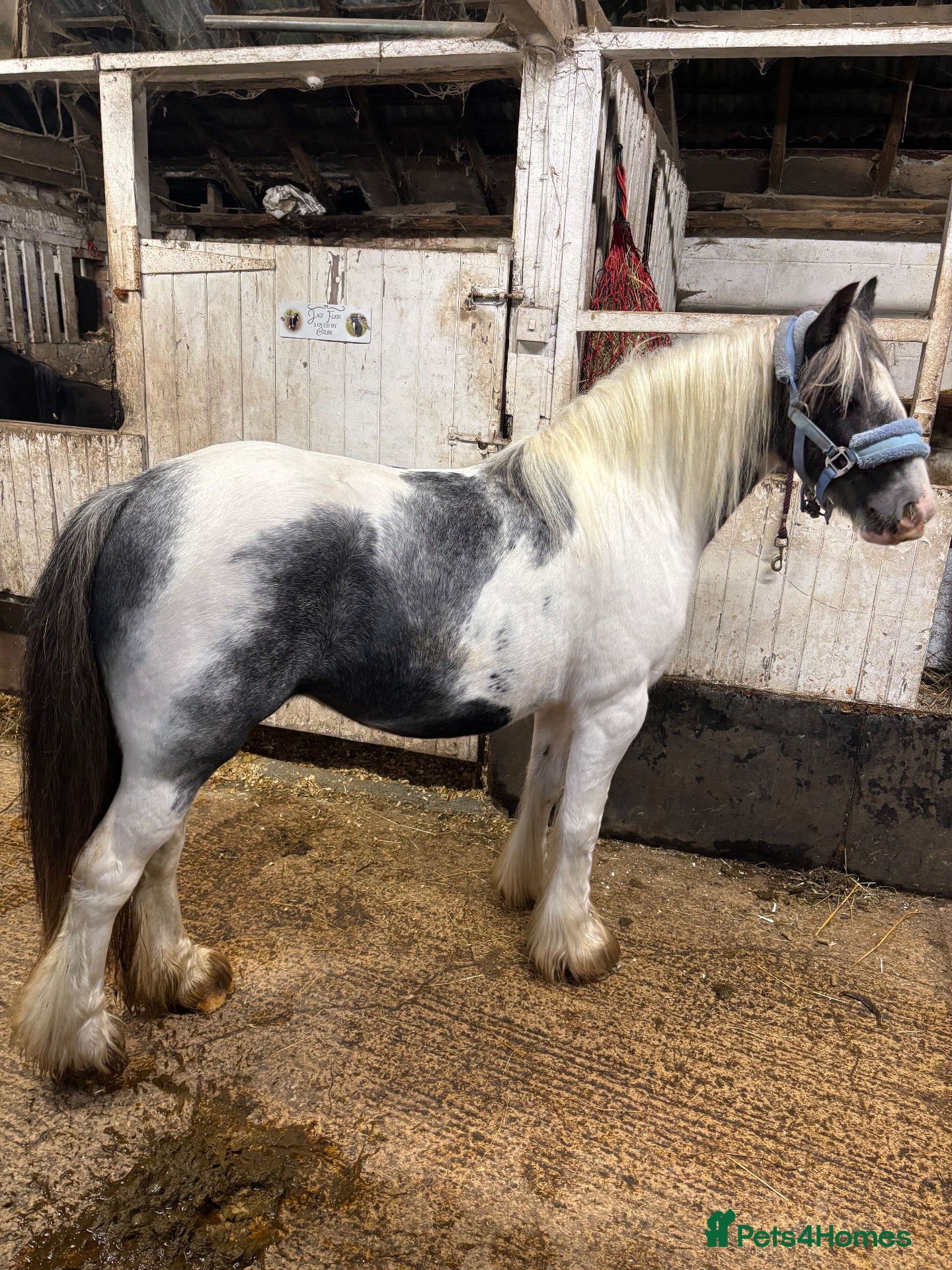 Other Breed horses Lovely little 2 year old filly  - Advert 5
