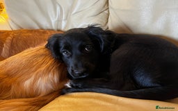 Cocker Spaniel dogs for sale: Gorgeous KC Working Cocker Spaniel Puppy Available - Image 21