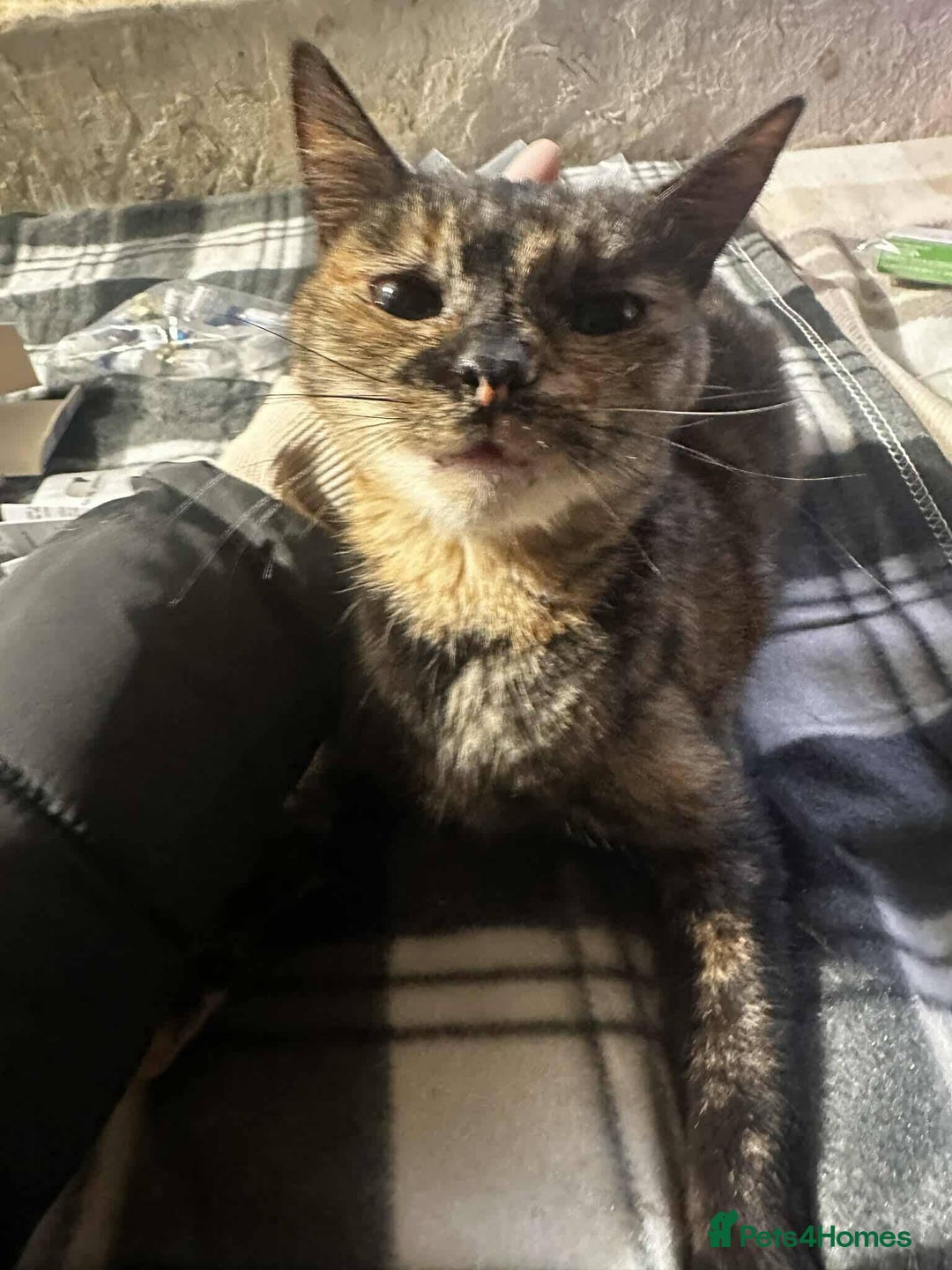 Mixed Breed cats for adoption: Mars for adoption - Advert 2