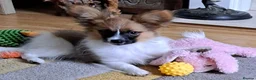 Papillon dogs for sale: Handsome papillon boy - Advert 4