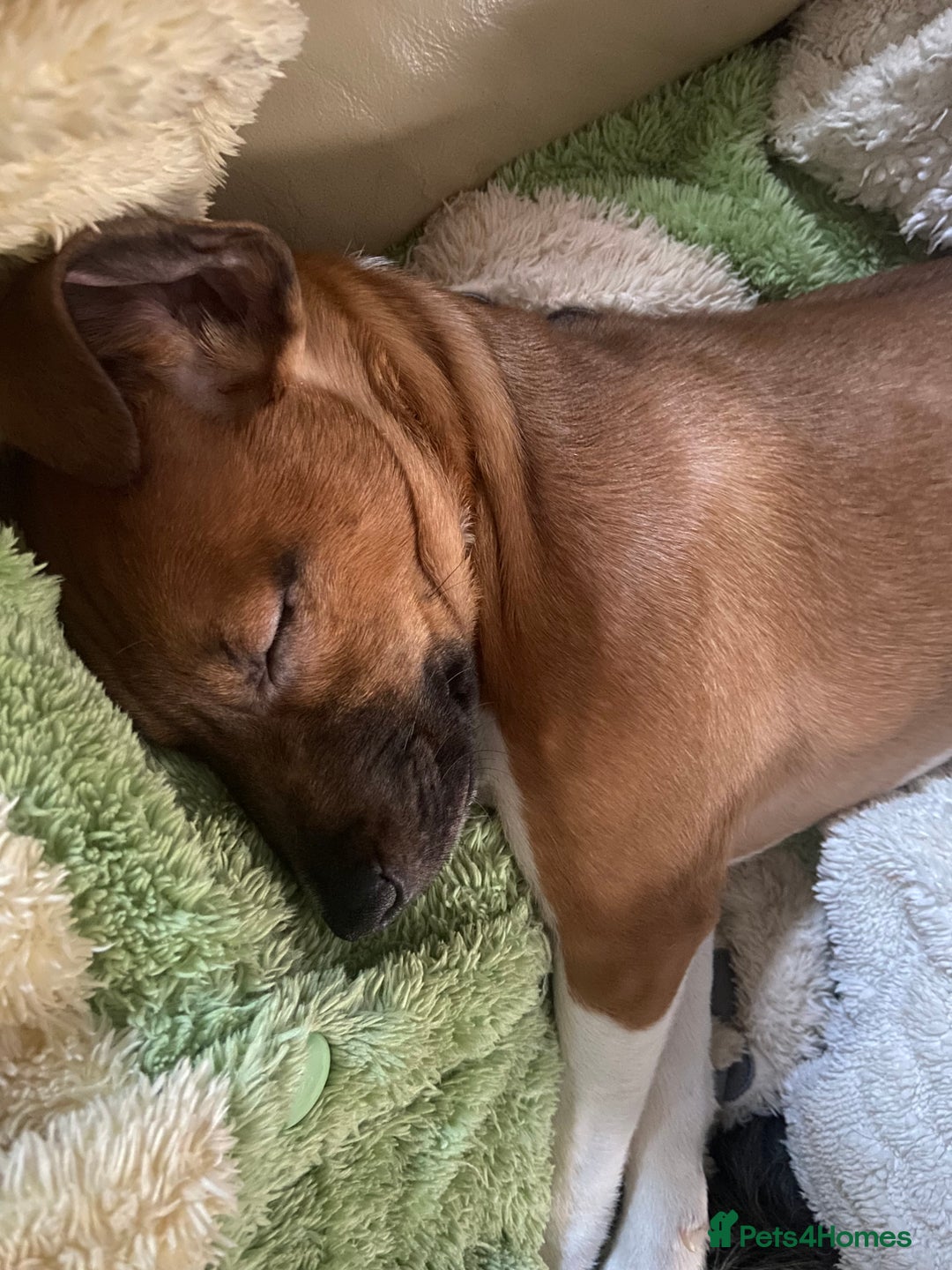 Plummer Terrier dogs for sale: 3/4 plummer 1/4 beagle puppy - Advert 3