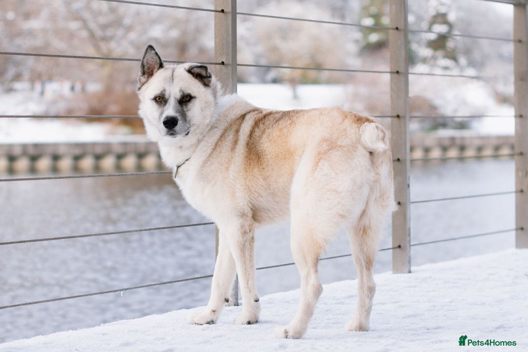 Shepsky dogs for sale: 🏡 ADOPT BINGO HUSKY X ✨ MAKE A MIRACLE HAPPEN - Advert 3
