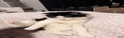 British Longhair cats for sale: Up for adoption  in London - Advert 2