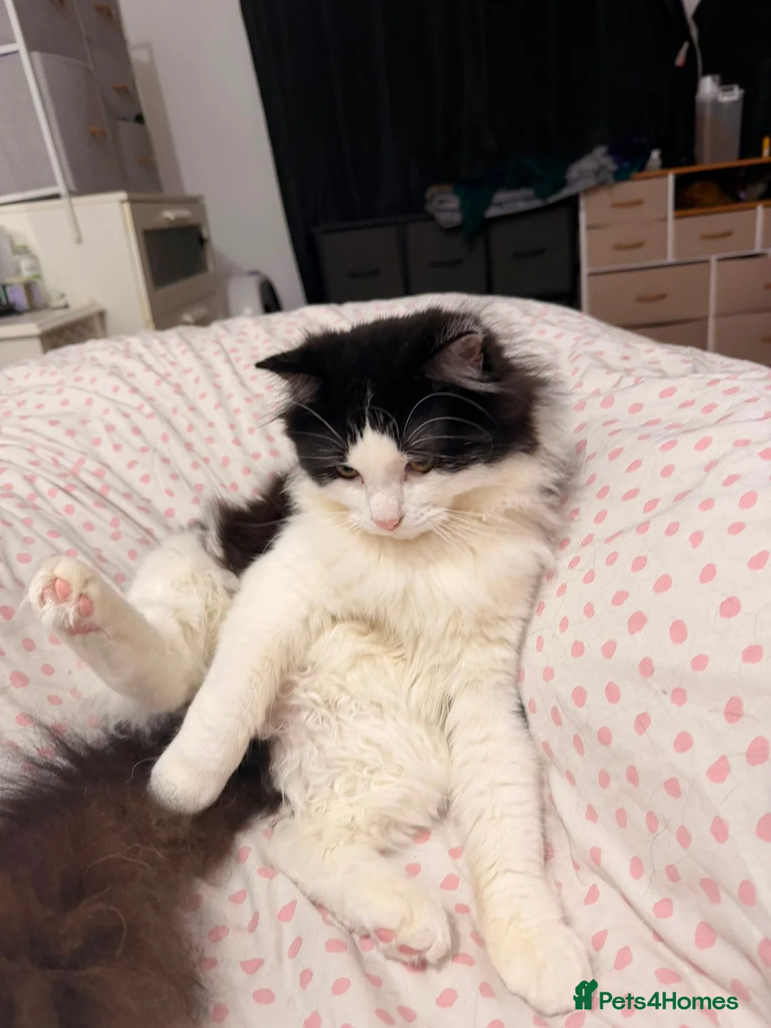 British Longhair cats for sale: Up for adoption  in London - Advert 2