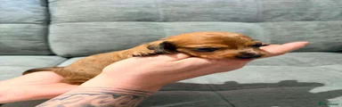 Miniature Dachshund Puppy 1