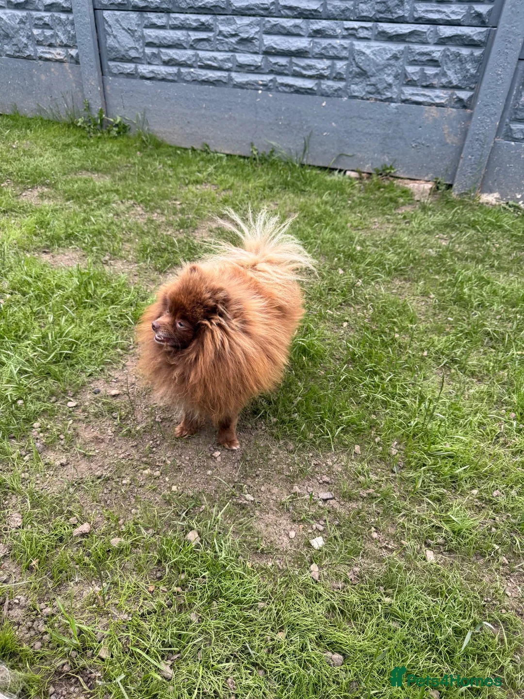 Pomeranian dogs for sale: Pomeranian male  - Advert 2