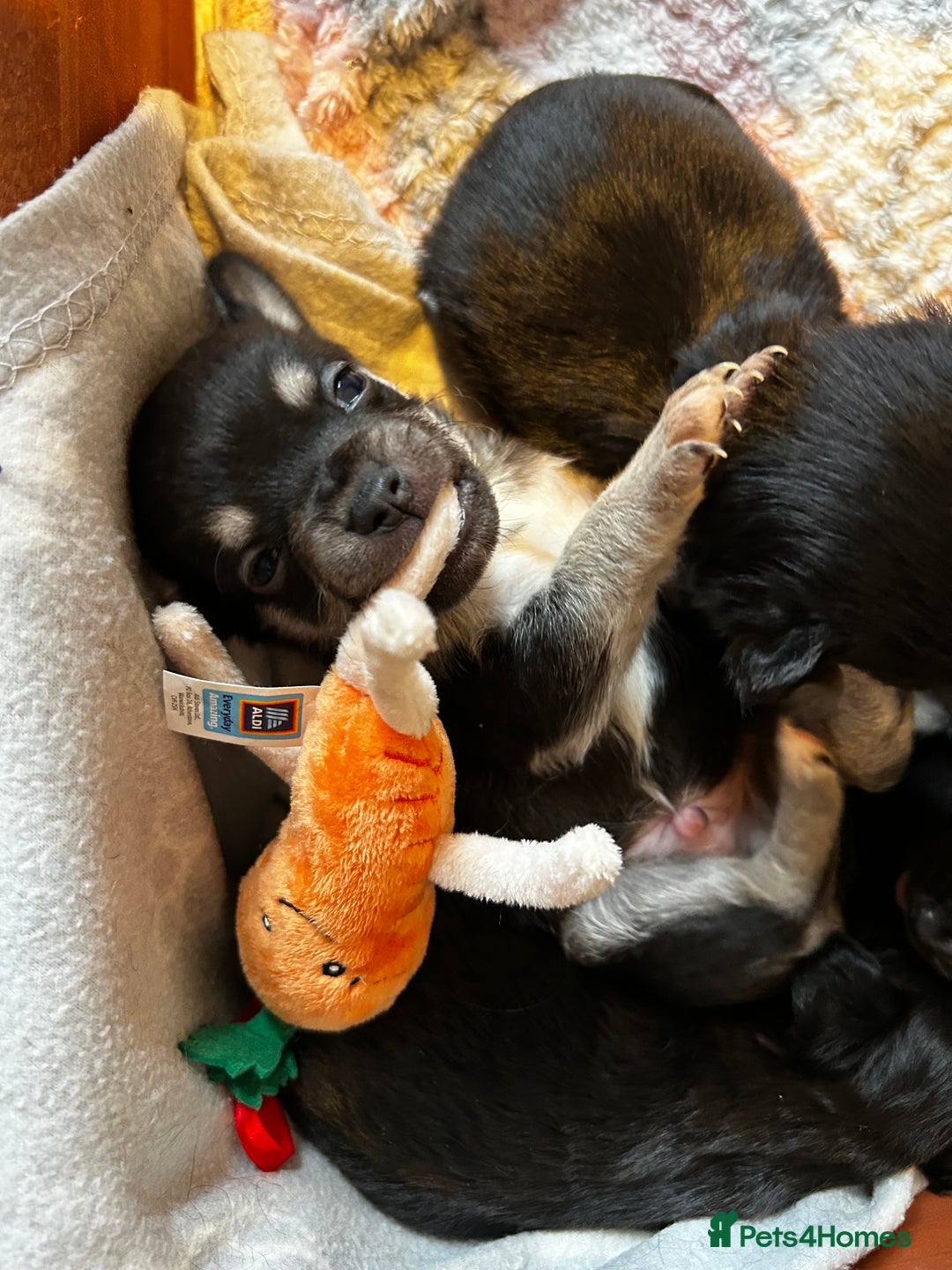 Chiweenie dogs for sale: gorgeous chihuahuas/chiweenie cross pups  - Advert 5