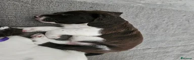 English Springer Spaniel 1