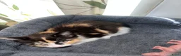 Mixed Breed cats for sale: 4 beautiful rag doll x kitten. 1 boy and 3 girls. - Advert 6
