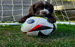 Cocker Spaniel dogs for sale: WORKING dna clear cocker spaniels  - Image 27