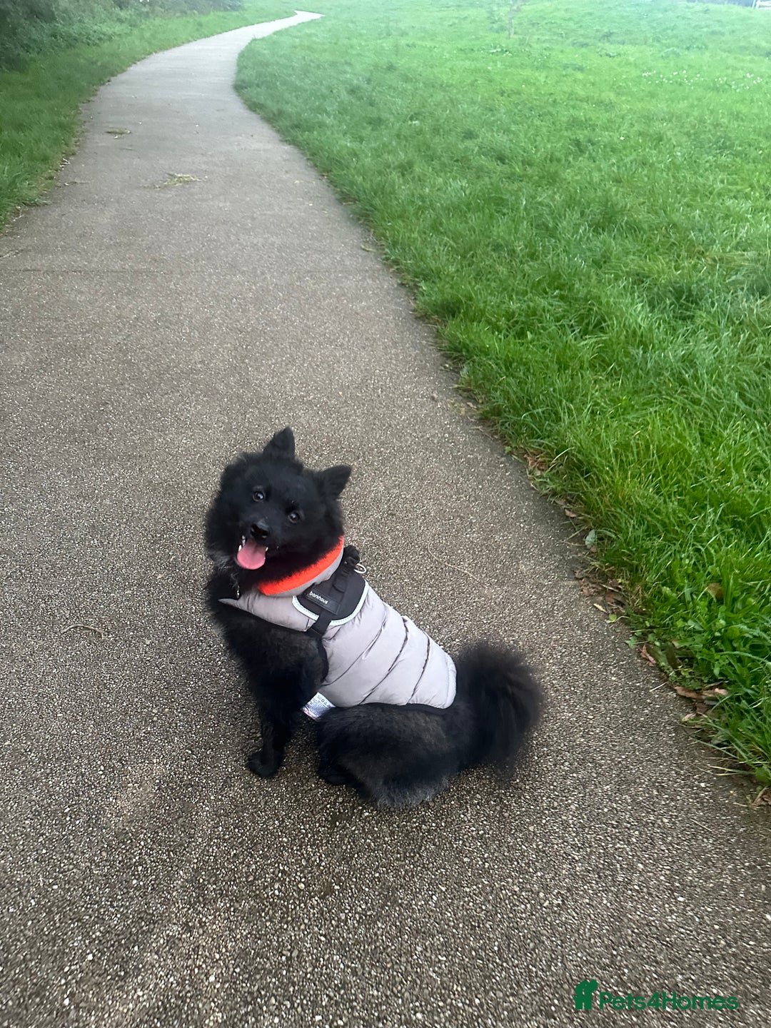 Pomsky dogs for sale: Pomsky  - Image 2