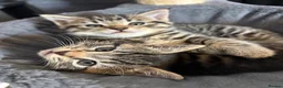 Mixed Breed cats for sale: Gorgeous tabby kittens  - Advert 5