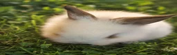 Lionhead rabbits for sale: Beautiful Lionhead Babies  - Advert 4