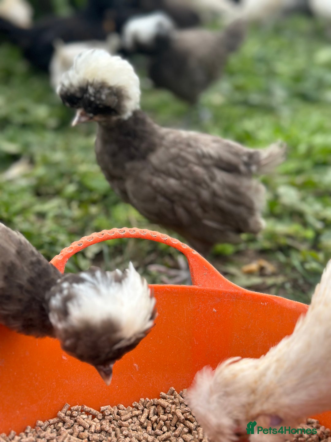 Chickens poultry for sale: Chickens hens polish baby young bantam  in Wimborne - Image 4