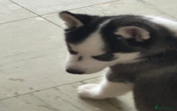 Siberian Husky dogs for sale: Adorable Husky Puppies  - Image 16