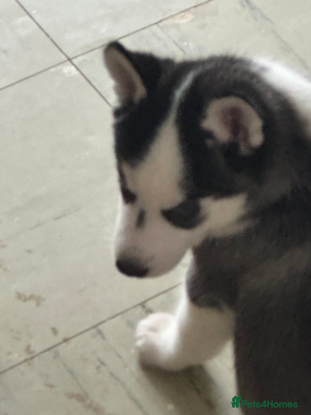 Siberian Husky dogs for sale: Adorable Husky Puppies  - Image 16