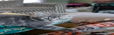 Mixed Breed Kitten 2