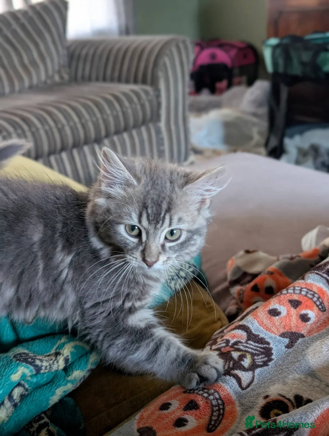 Mixed Breed cats for sale: Beautiful mixed breed female kittens in Livingston - Advert 2