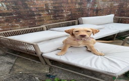 Labrador Retriever dogs for sale: nearly 7 month old labrador girl - Image 13