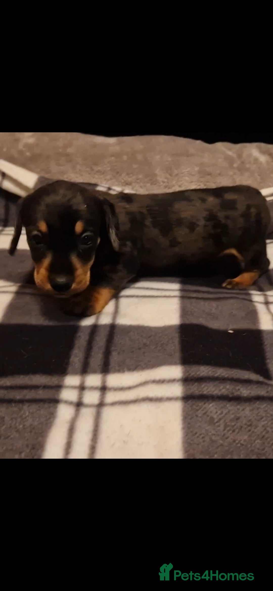 Dachshund dogs for sale: Gorgeous dashound puppies for sale  - Image 2